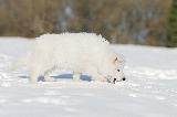 NEIGE - FROID (snow - cold)